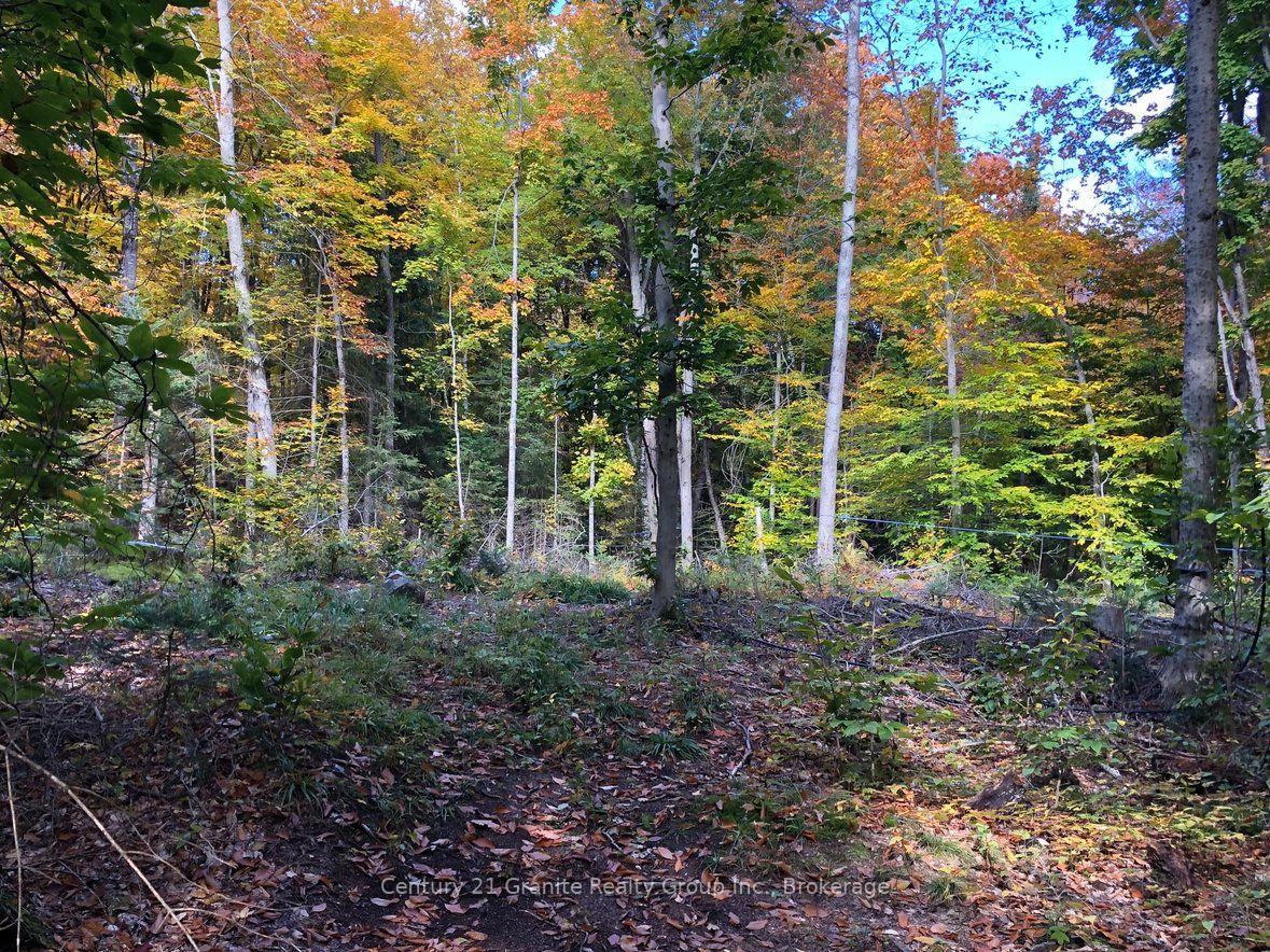 Photo 17 of 99 Forest View Road, Bancroft, Bancroft Ward — HOMEH