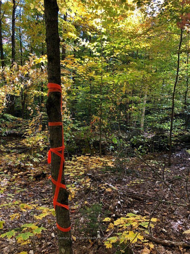 Photo 18 of 99 Forest View Road, Bancroft, Bancroft Ward — HOMEH