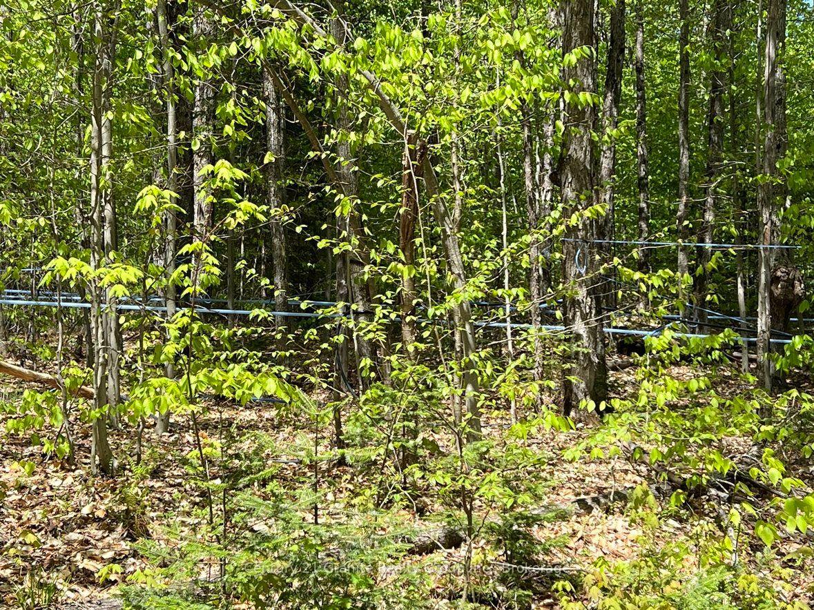Photo 20 of 99 Forest View Road, Bancroft, Bancroft Ward — HOMEH