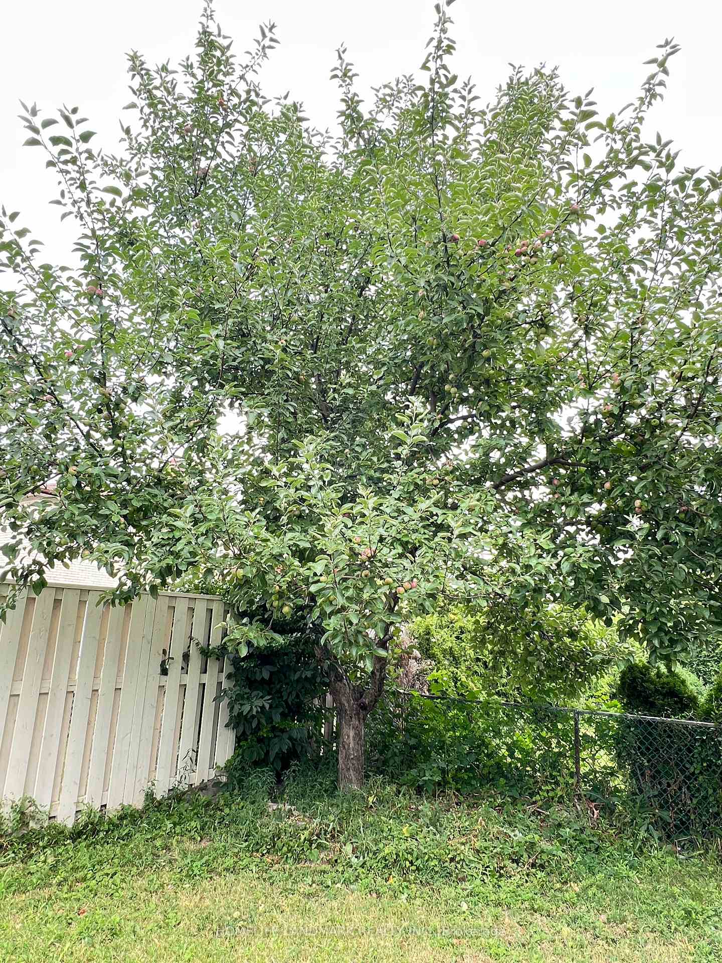Photo 61 of 29 Tillplain Road, North York, Bathurst Manor — HOMEH