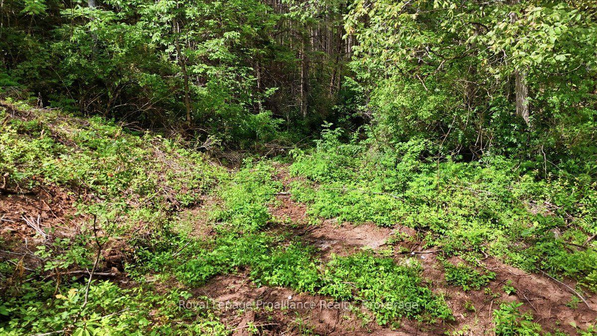 Photo 8 of 00 Otter Creek Road, Tweed, Hungerford (Twp) — HOMEH
