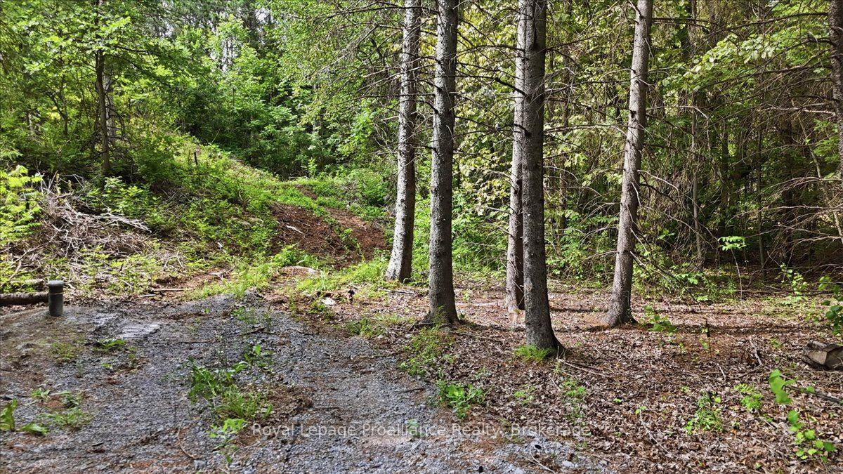 Photo 9 of 00 Otter Creek Road, Tweed, Hungerford (Twp) — HOMEH