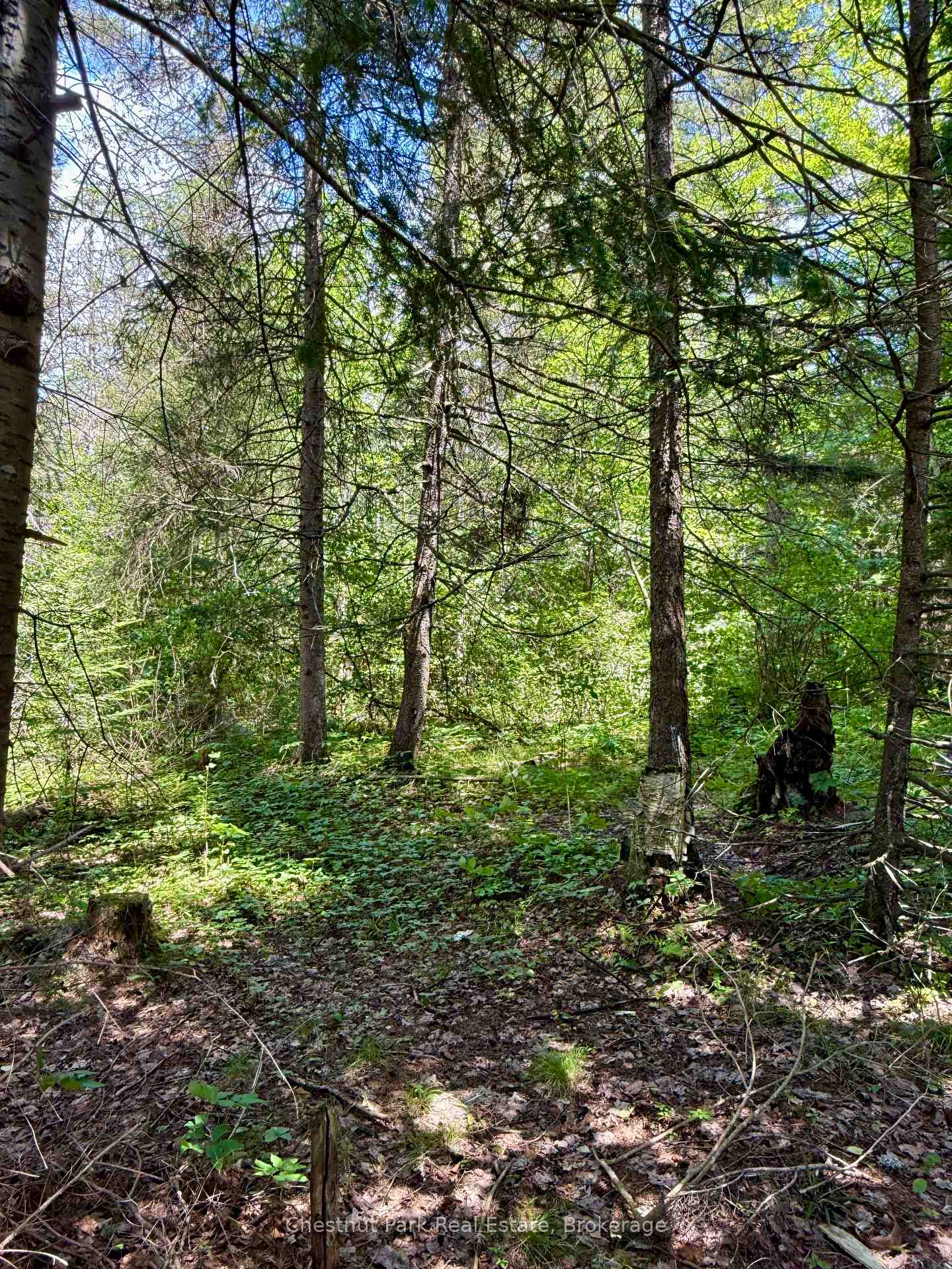 Photo 13 of 17 Whitefish Lake APL1582, Algonquin Highlands, Lawrence — HOMEH