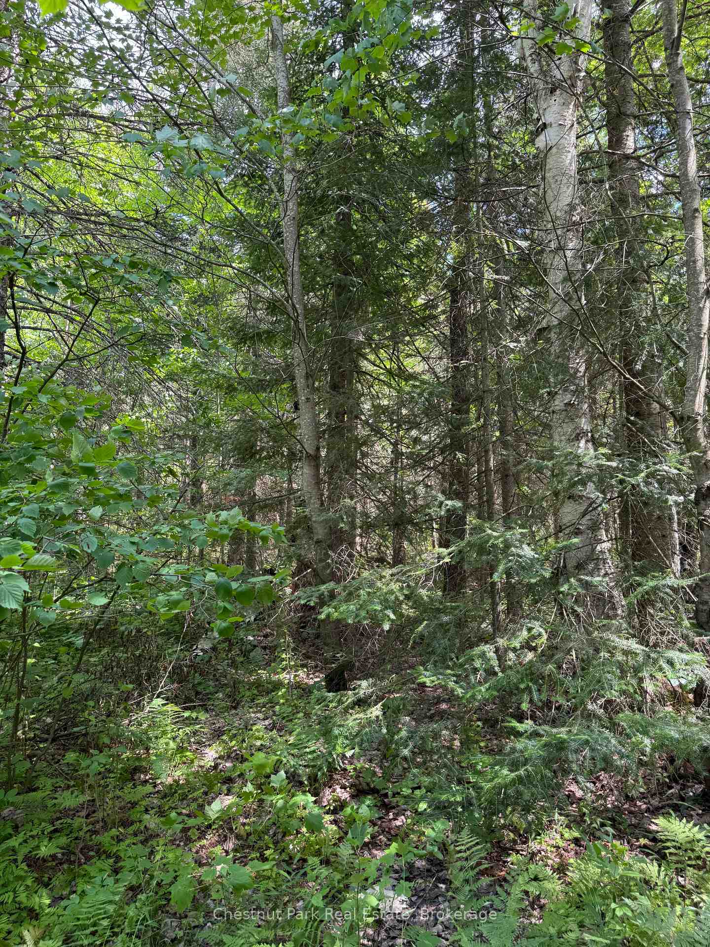 Photo 30 of 17 Whitefish Lake APL1582, Algonquin Highlands, Lawrence — HOMEH
