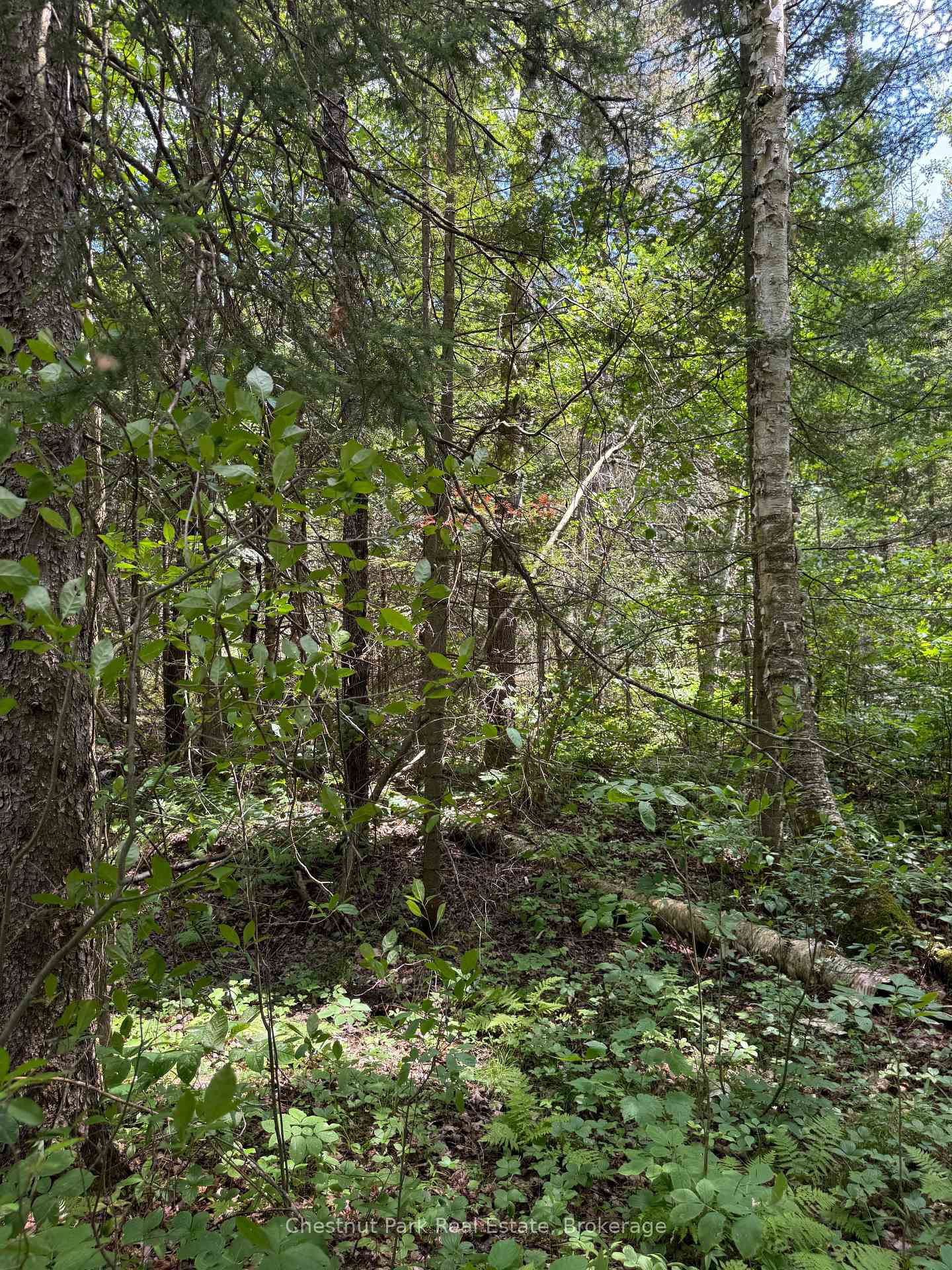 Photo 32 of 17 Whitefish Lake APL1582, Algonquin Highlands, Lawrence — HOMEH