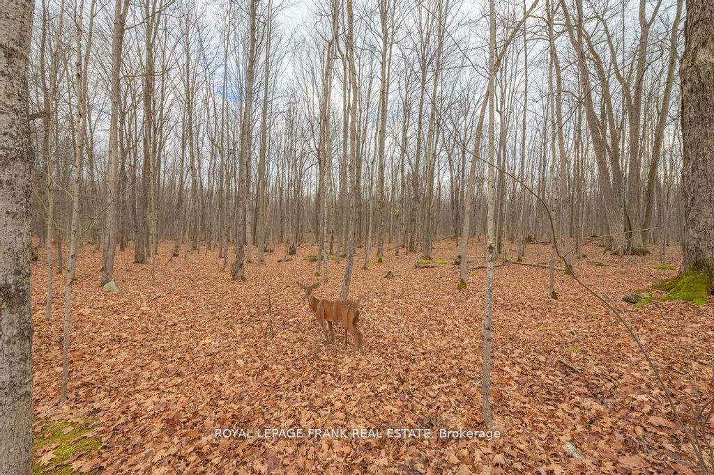 Photo 54 of 24 Ted's Lane, Trent Lakes — HOMEH