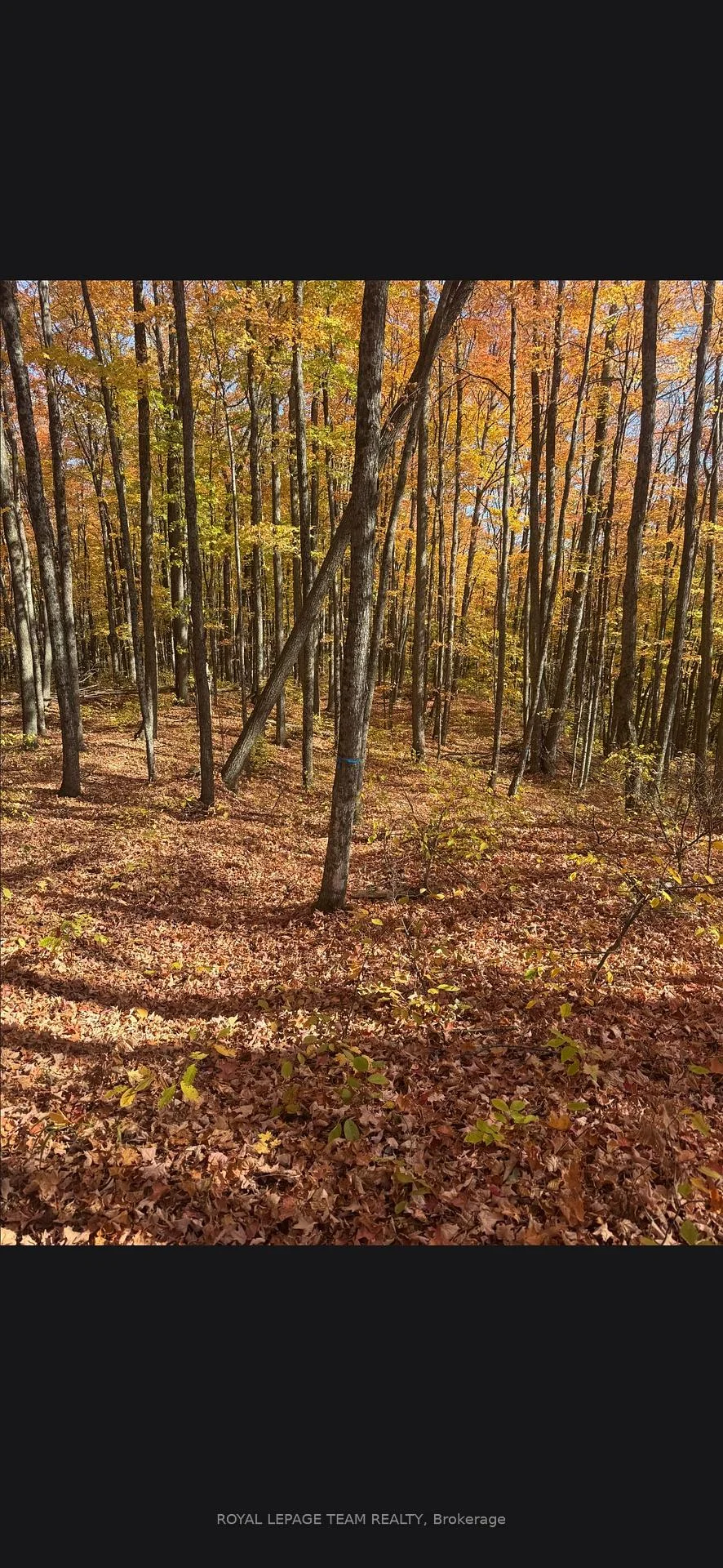 Photo 4 of 509 Road, North Frontenac, Frontenac North — HOMEH