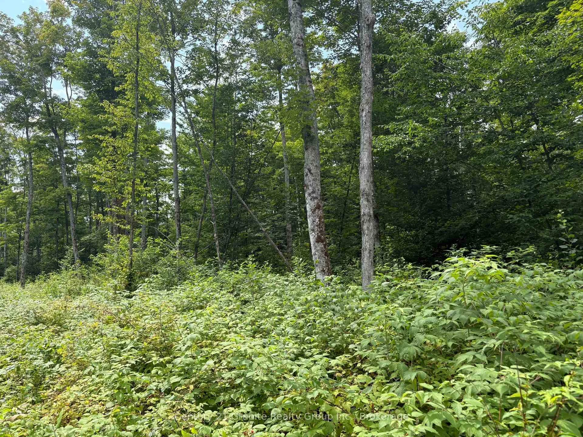 Photo 6 of Mackenzie Lake Road, South Algonquin — HOMEH