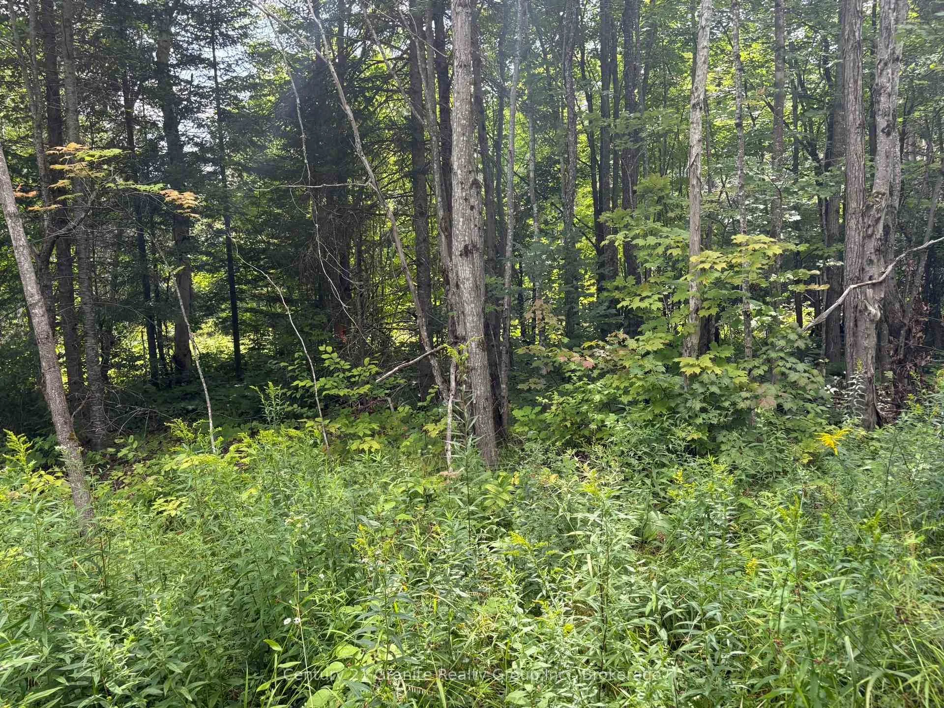 Photo 9 of Mackenzie Lake Road, South Algonquin — HOMEH