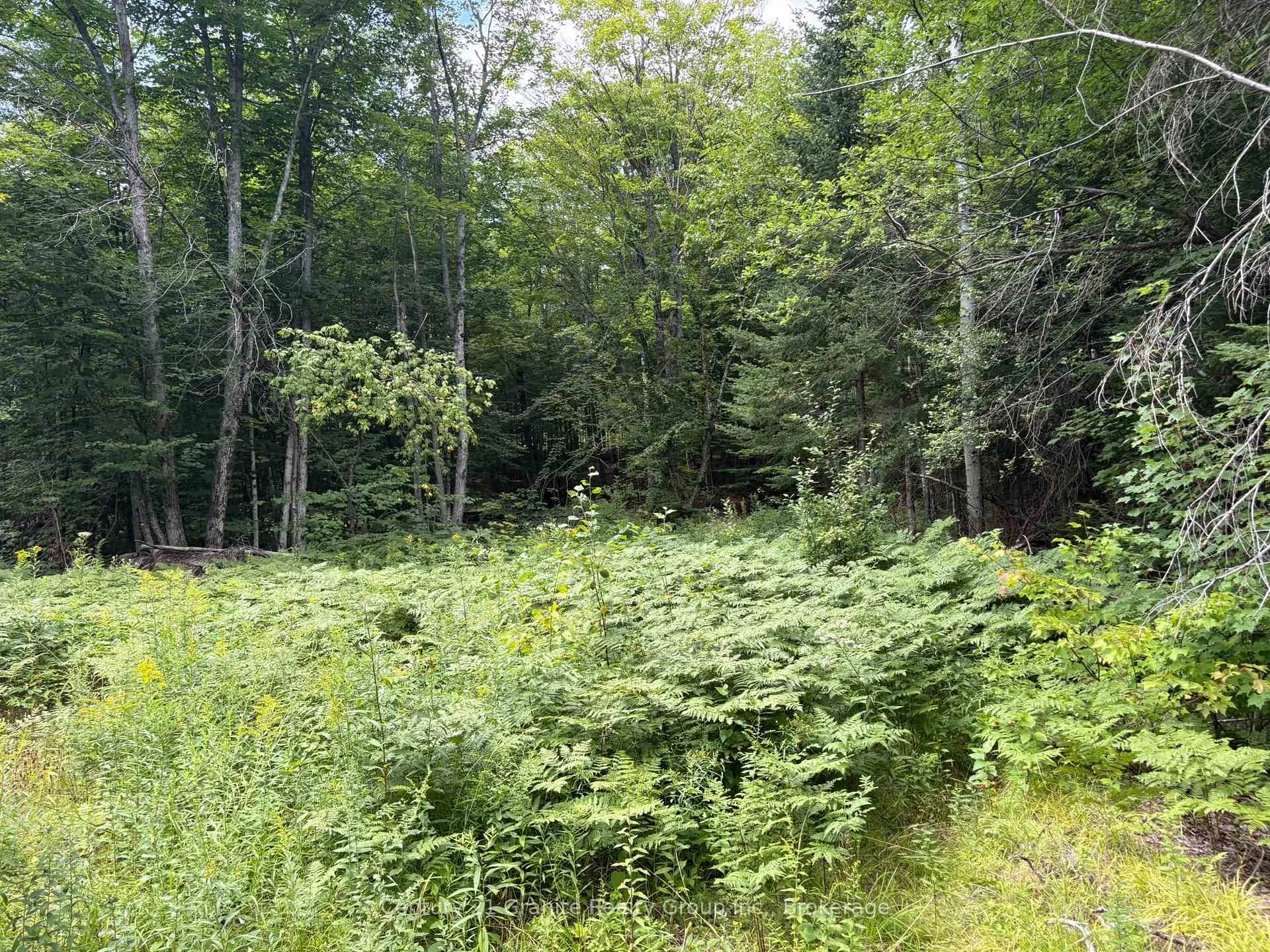 Photo 15 of Mackenzie Lake Road, South Algonquin — HOMEH