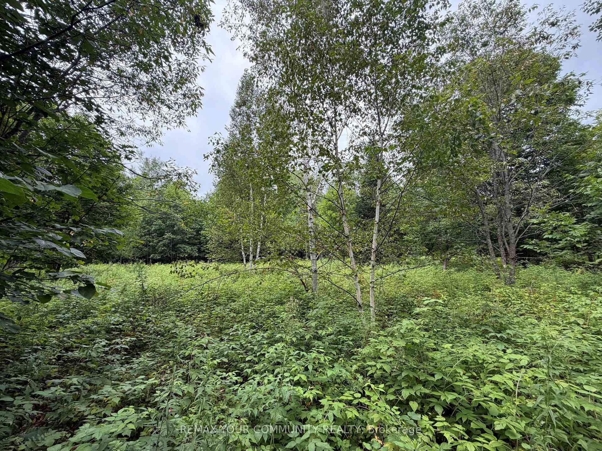 Photo 9 of McPhail Road, Algonquin Highlands, Stanhope — HOMEH