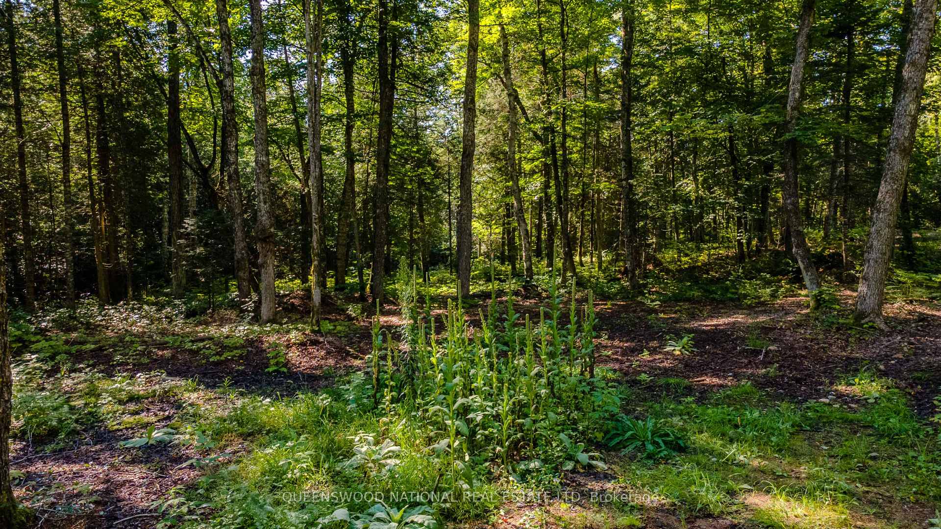 Photo 4 of 688 Prince Road E, Madawaska Valley, Madawaska Valley — HOMEH