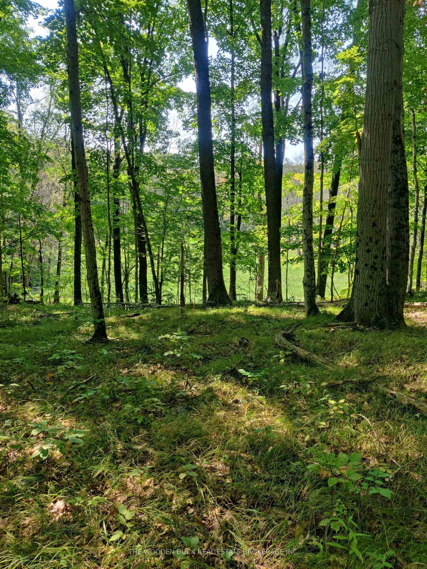 Photo of 0East2 Road allowance
