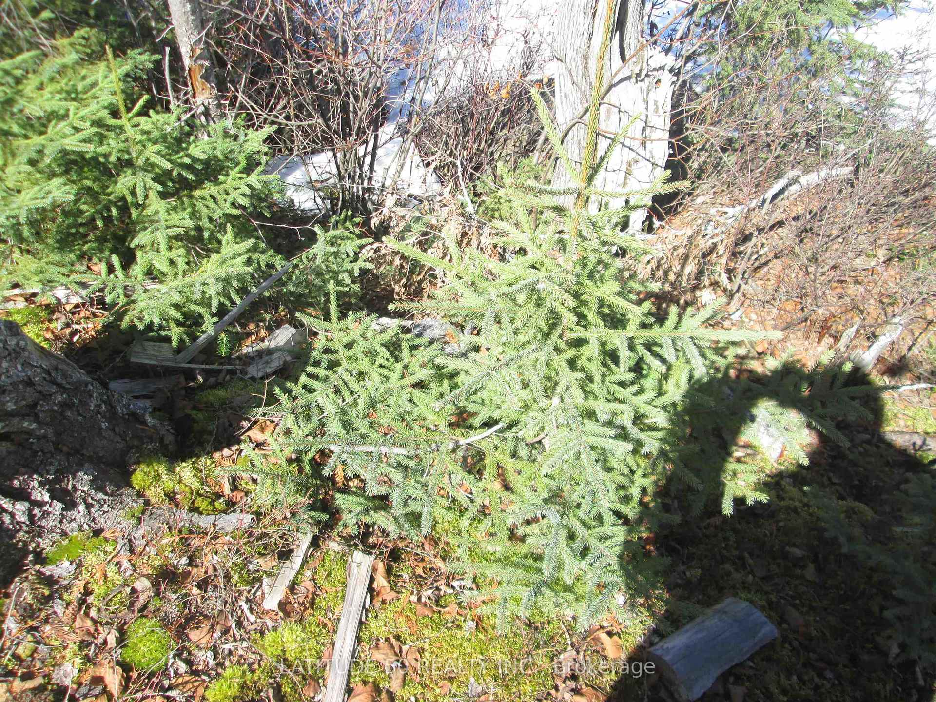 Photo 3 of 290 Sorenson Avenue, Ignace — HOMEH