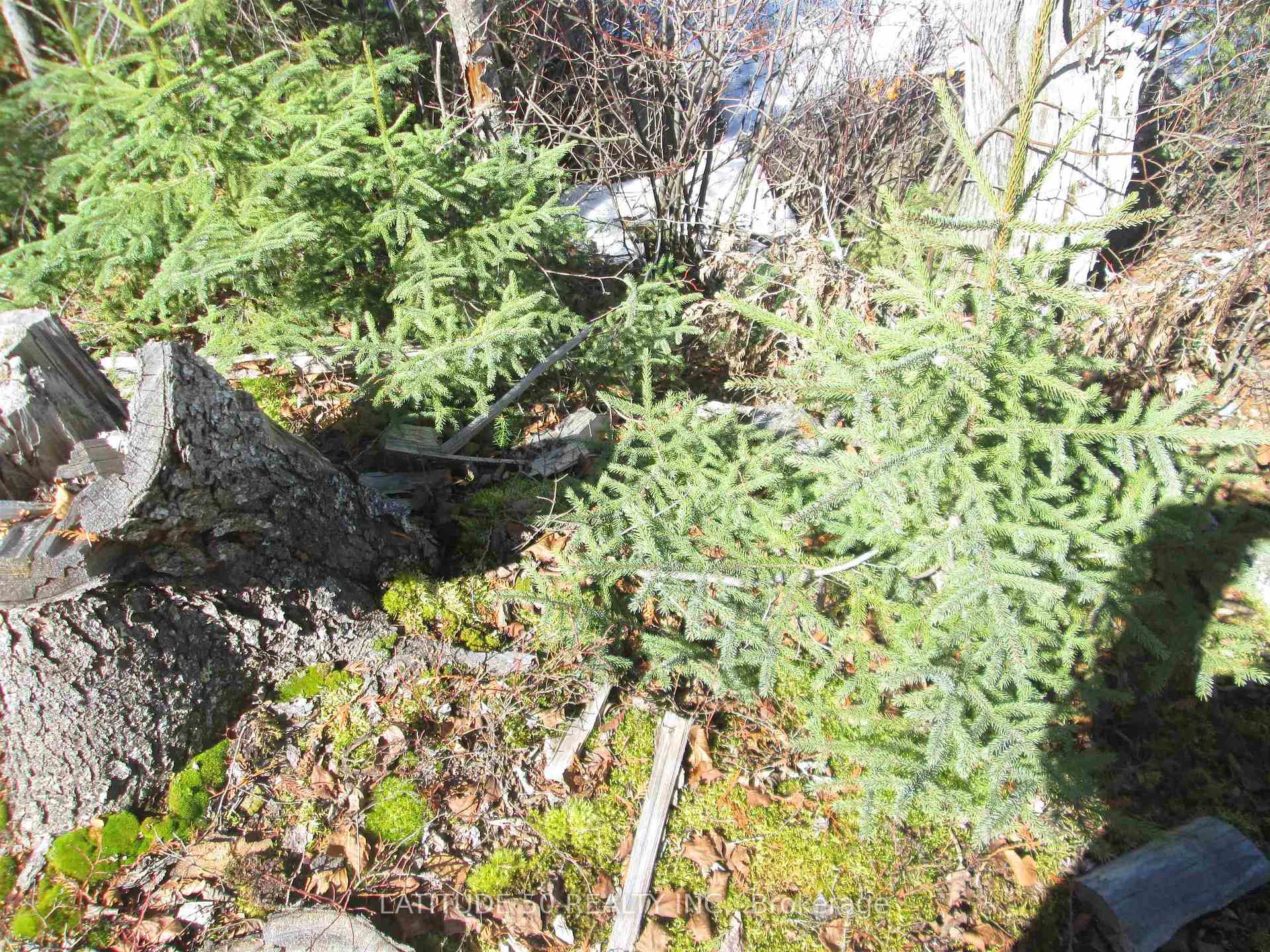 Photo 4 of 290 Sorenson Avenue, Ignace — HOMEH
