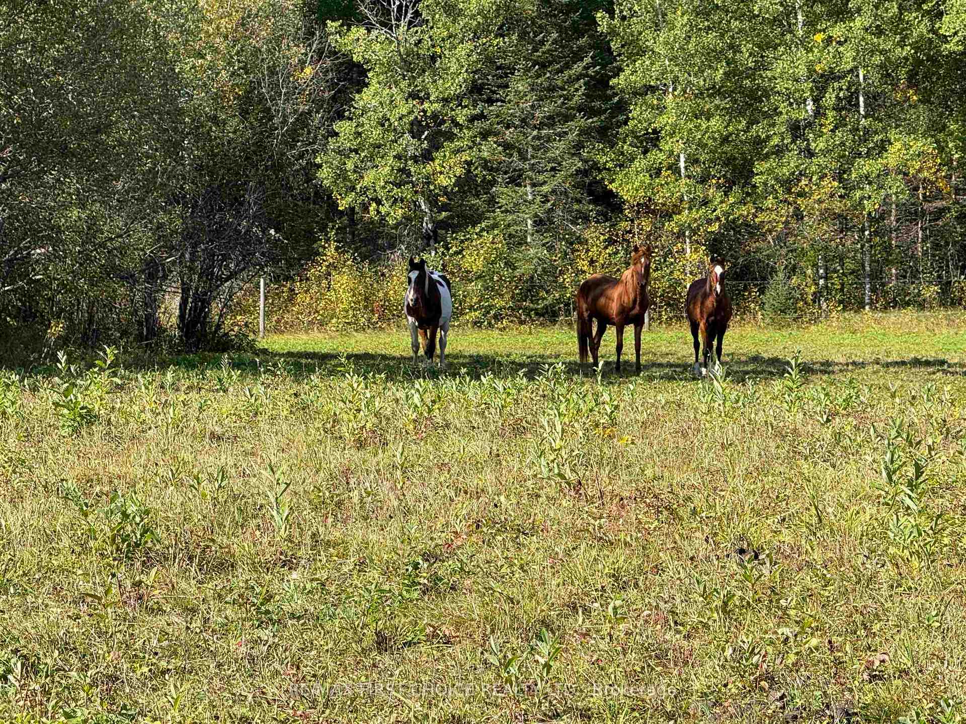 Photo 25 of 190 Shinkman Road, Kenora Remote Area, Vermilion Bay — HOMEH