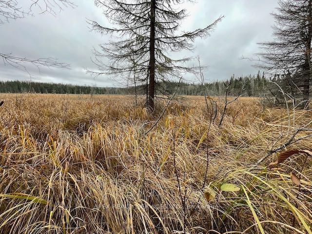 Photo 7 of 100 Acres Parcel 7576, First Nations — HOMEH