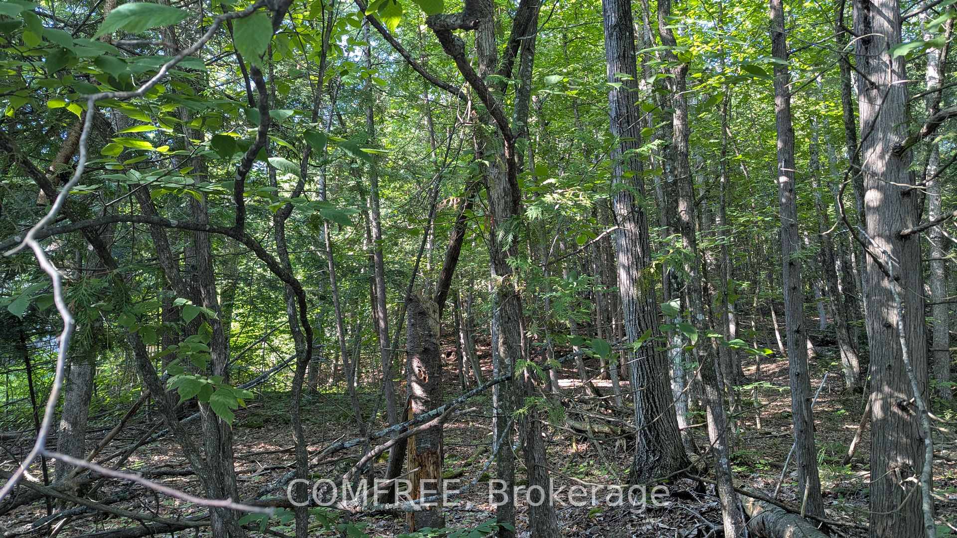 Photo of 4853 Opeongo Road