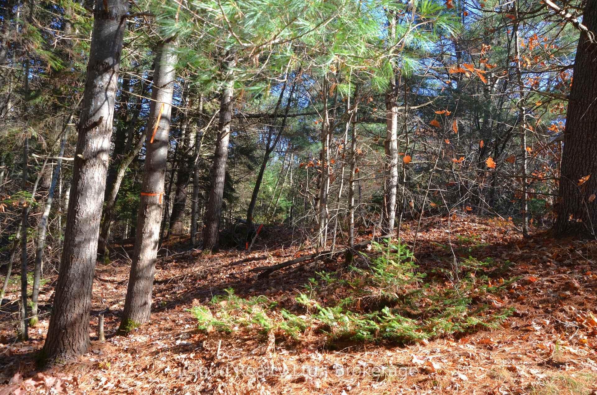 Photo 20 of 2 and 3 Parker Bay Road, Whitestone — HOMEH
