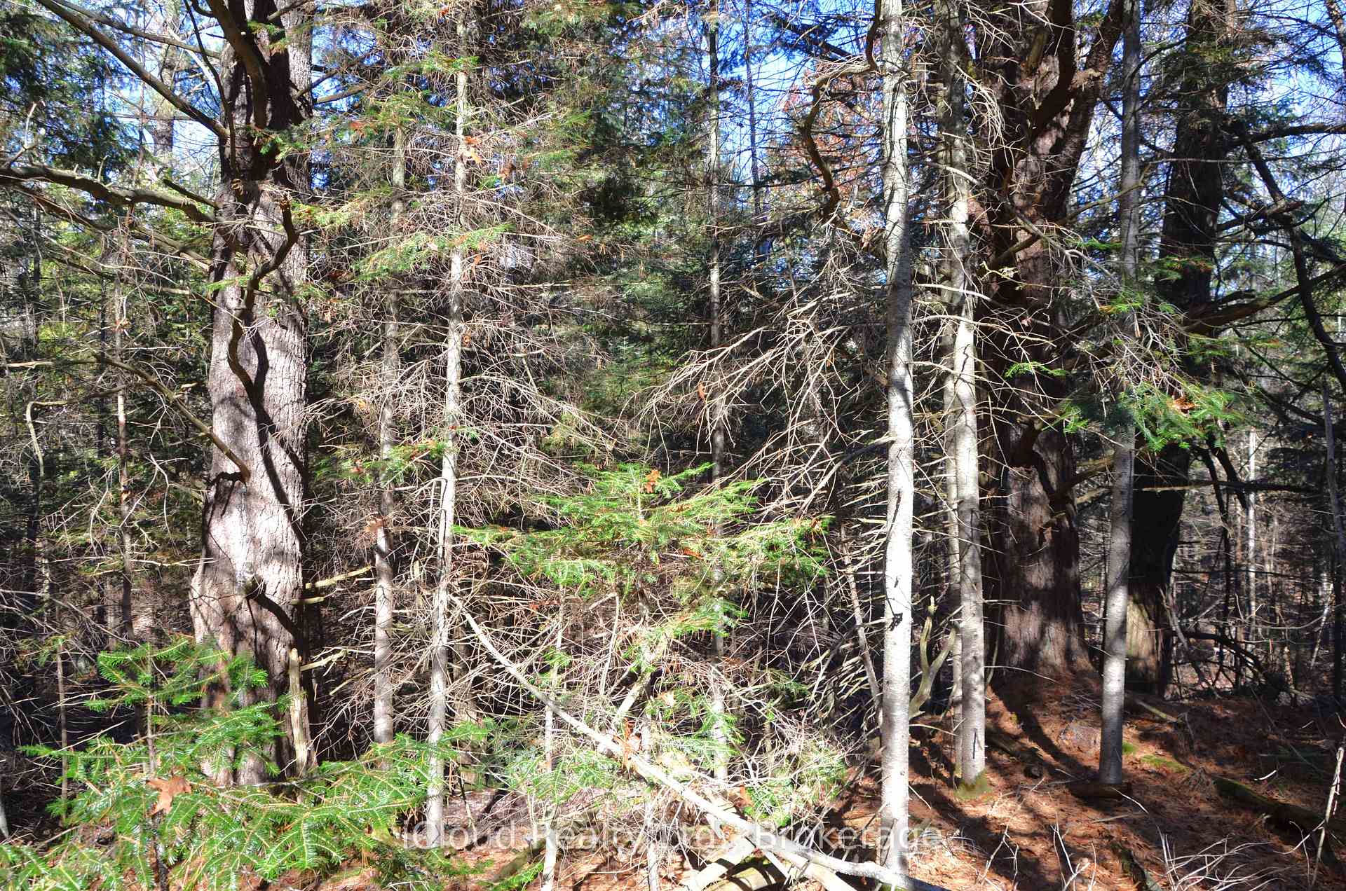 Photo 25 of 2 and 3 Parker Bay Road, Whitestone — HOMEH