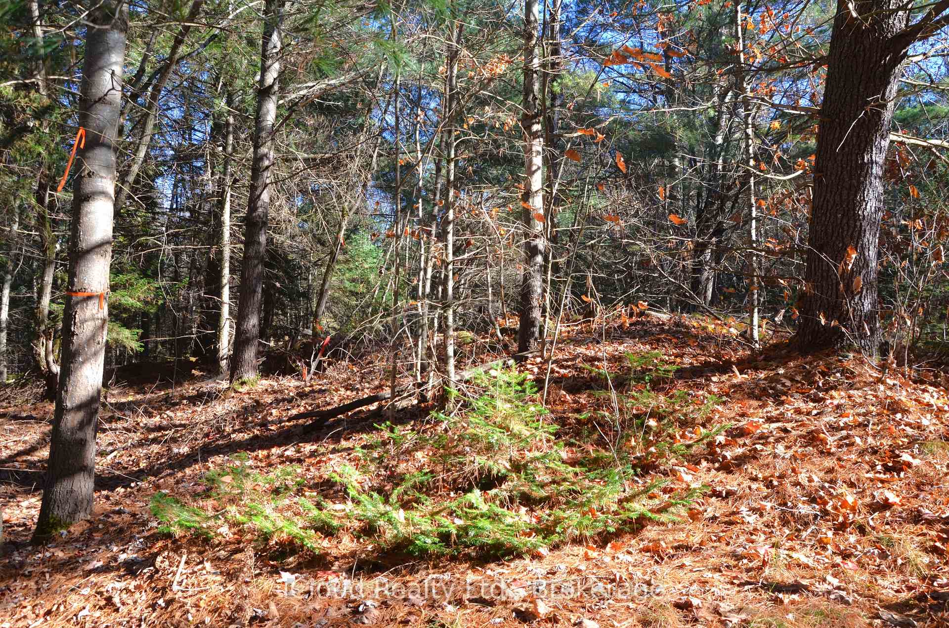 Photo 29 of 2 and 3 Parker Bay Road, Whitestone — HOMEH