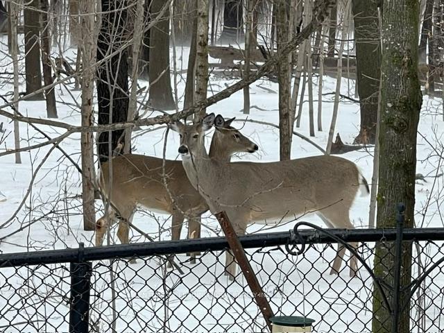 Photo 47 of 382 Via Campanile, Vaughan, Vellore Village — HOMEH