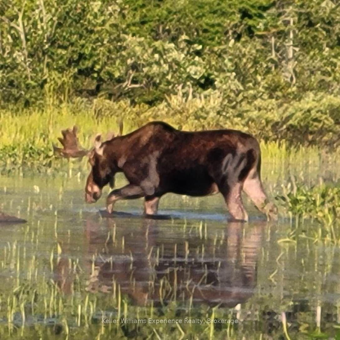 Photo 24 of 9000 Galeairy Lake, South Algonquin — HOMEH