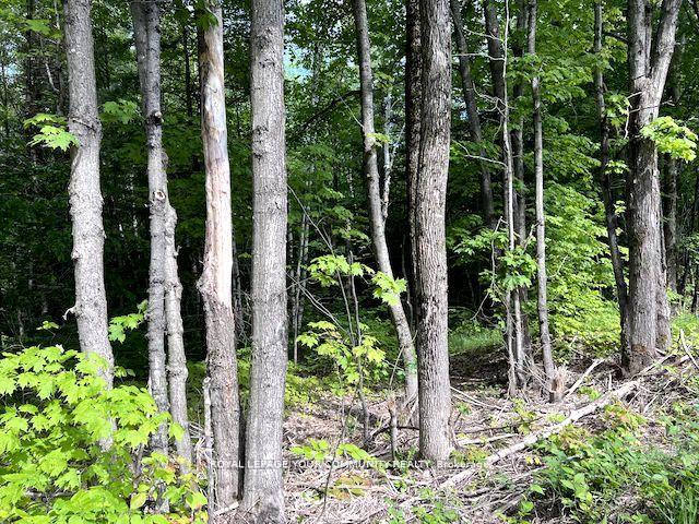 Photo 7 of 1219 Uffington Road, Bracebridge, Draper — HOMEH