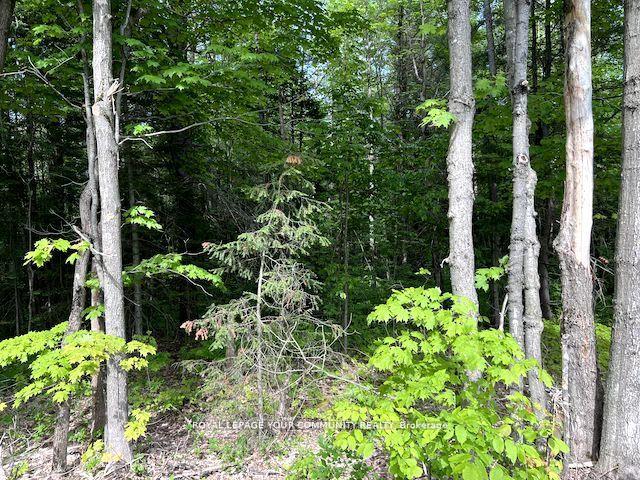 Photo 8 of 1219 Uffington Road, Bracebridge, Draper — HOMEH