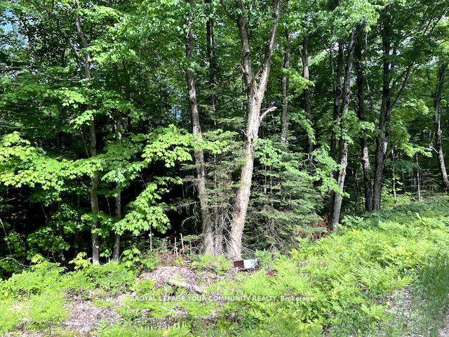 Photo 11 of 1219 Uffington Road, Bracebridge, Draper — HOMEH