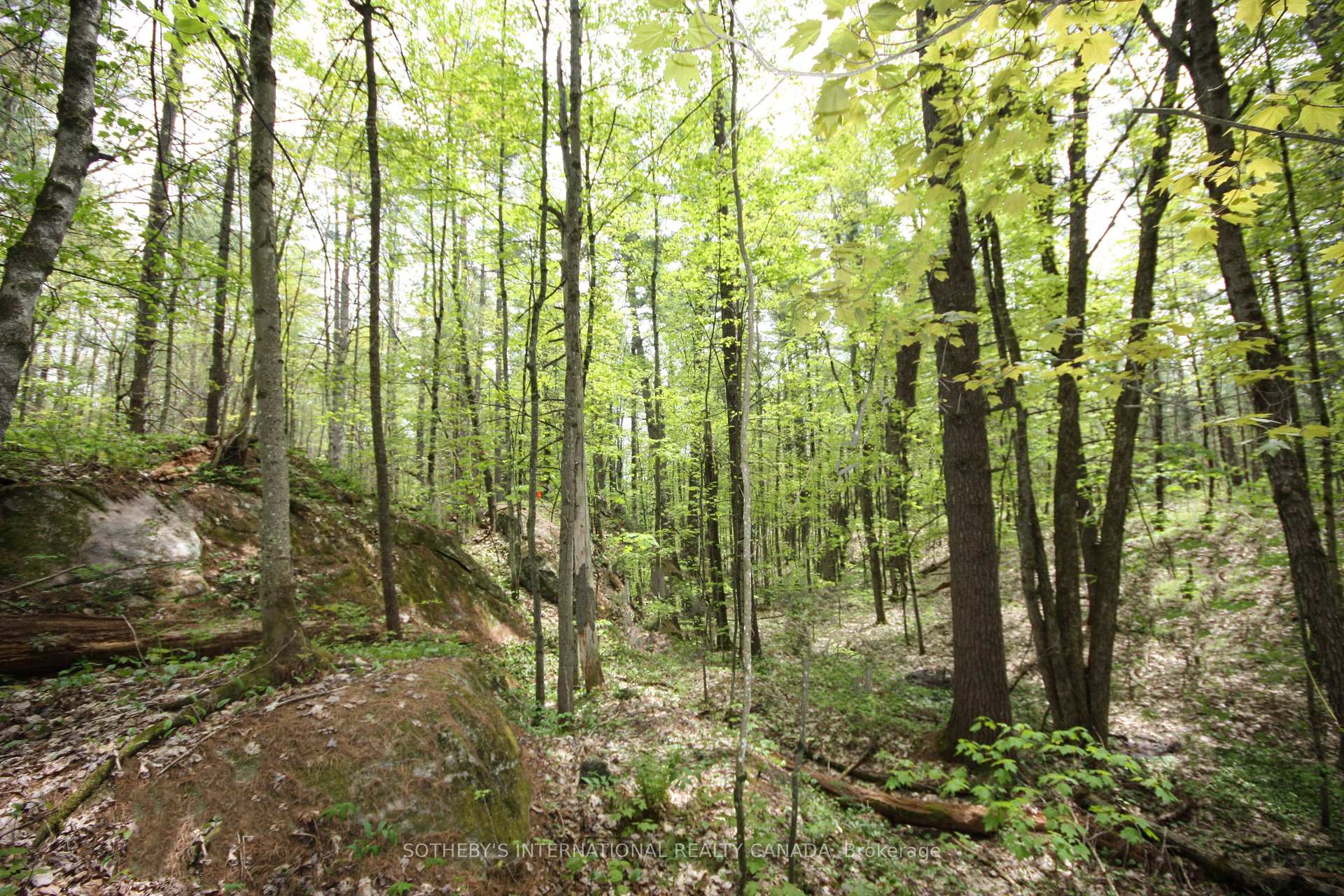 Photo 5 of 3197 Severn River Road, Severn, Rural Severn — HOMEH