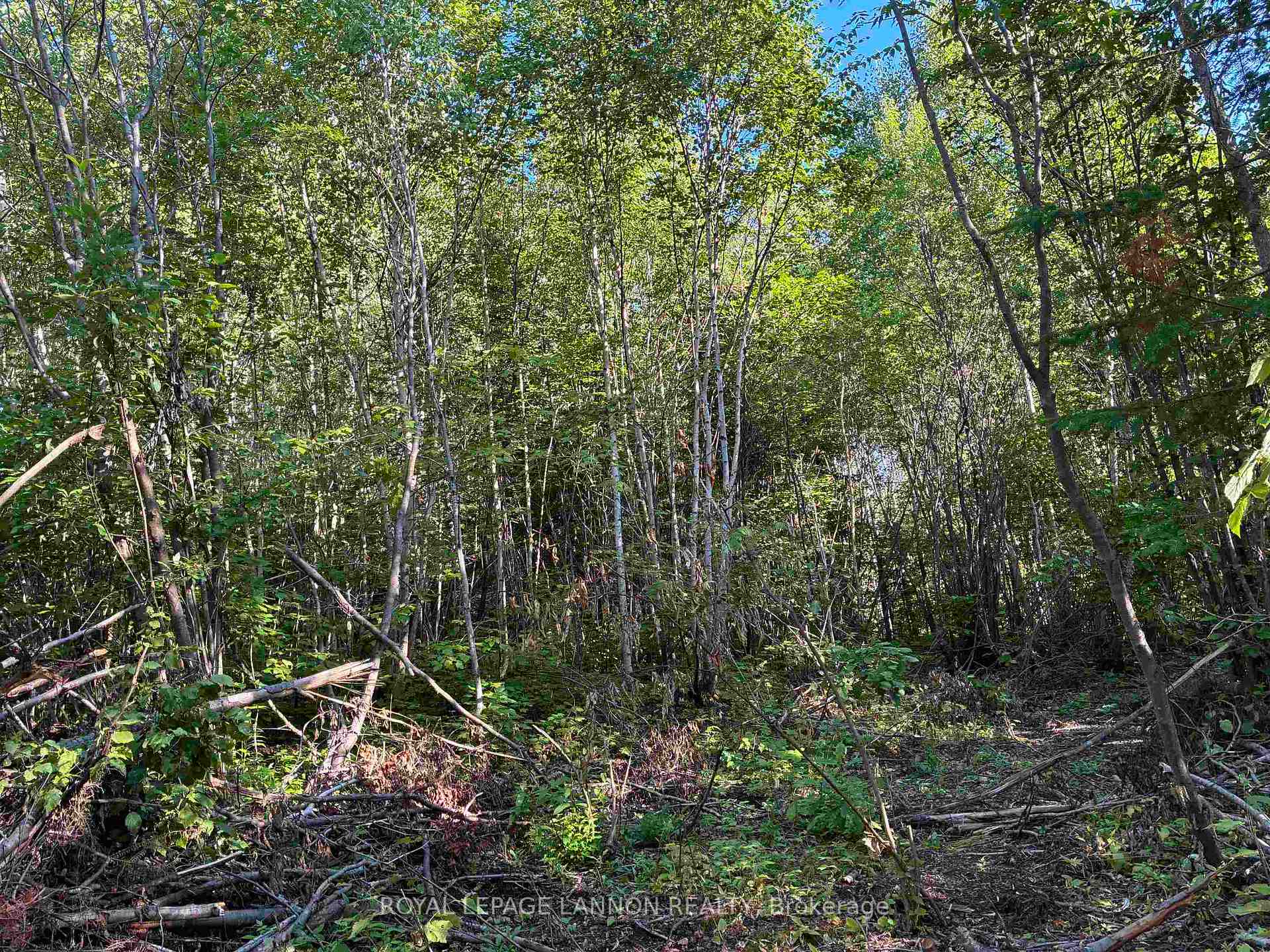 Photo 3 of 241 Cloud Lake Road, Neebing, Blake — HOMEH