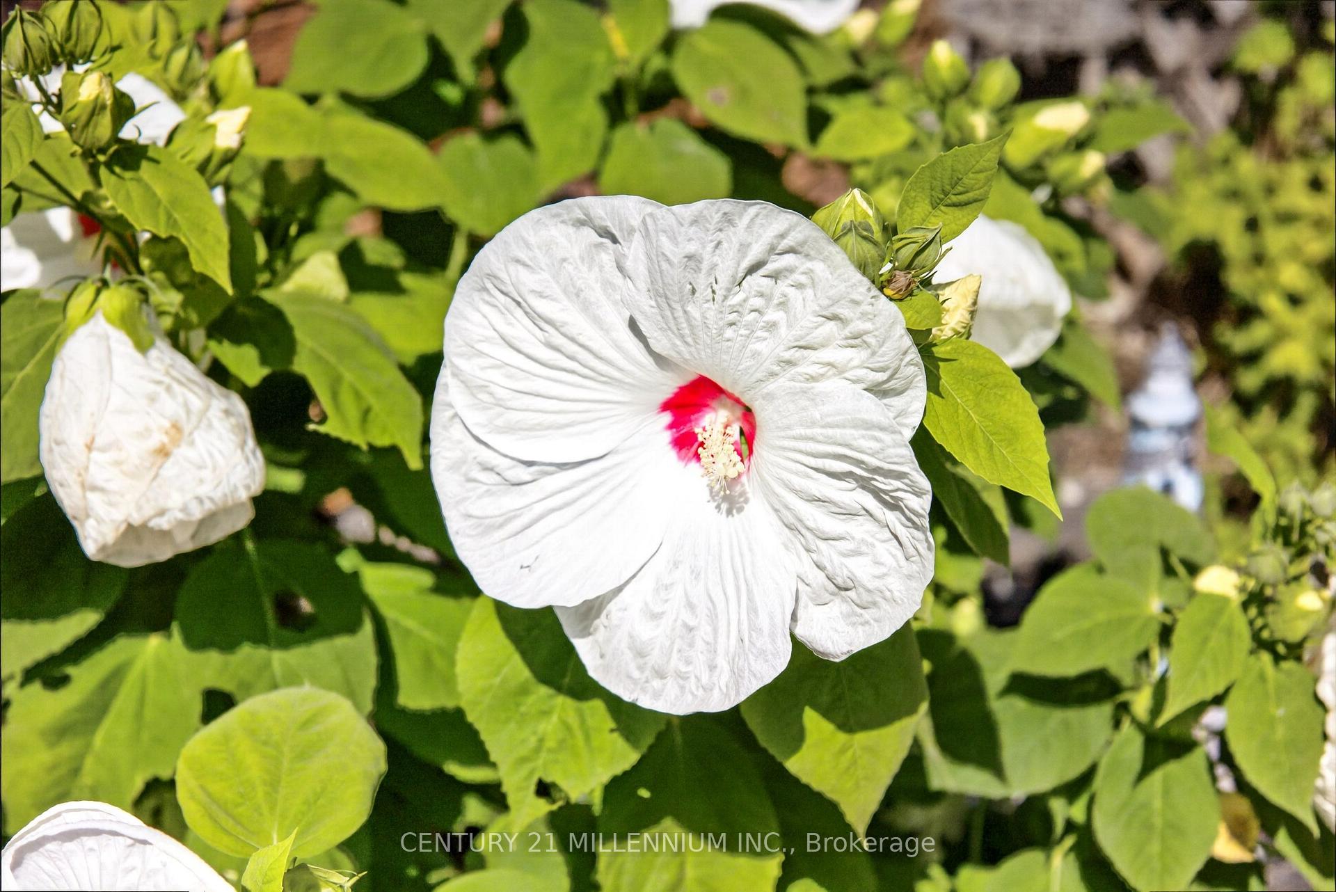Photo 50 of 65 Maplewood Drive, Amaranth, Rural Amaranth — HOMEH
