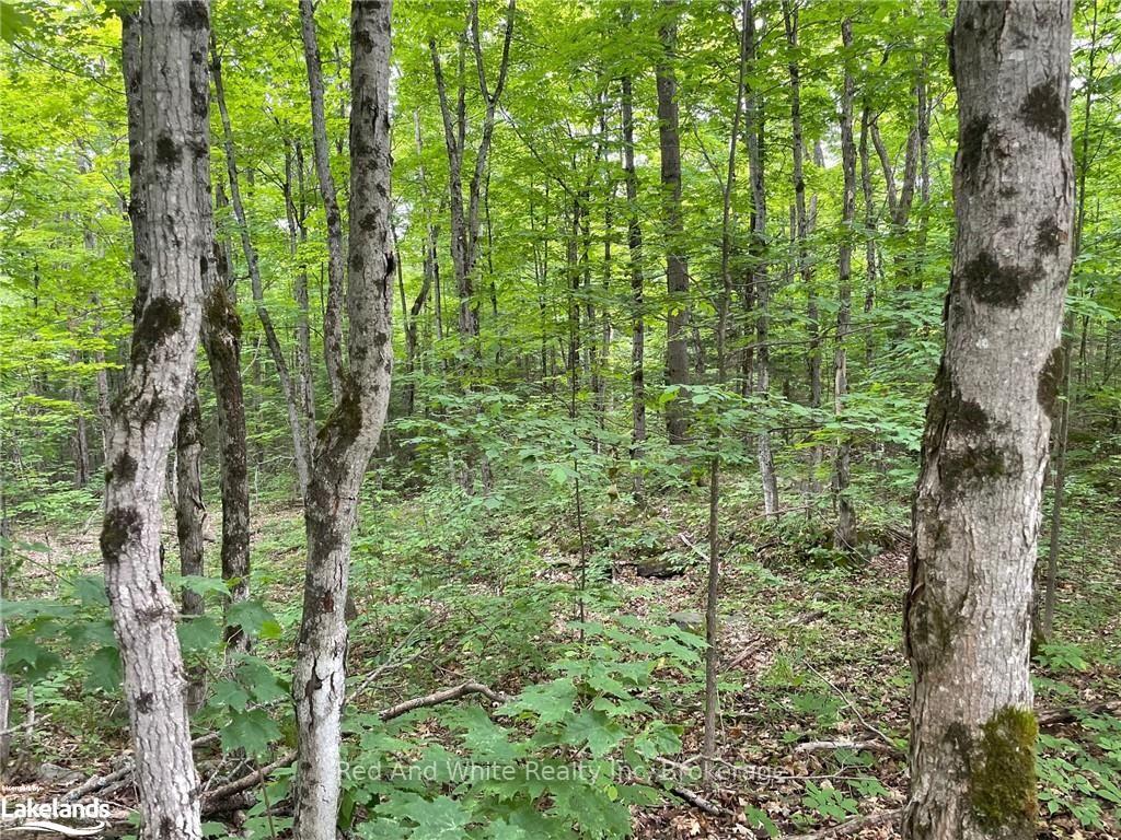 Photo 2 of 23 Ahmic Lake Road, Magnetawan — HOMEH