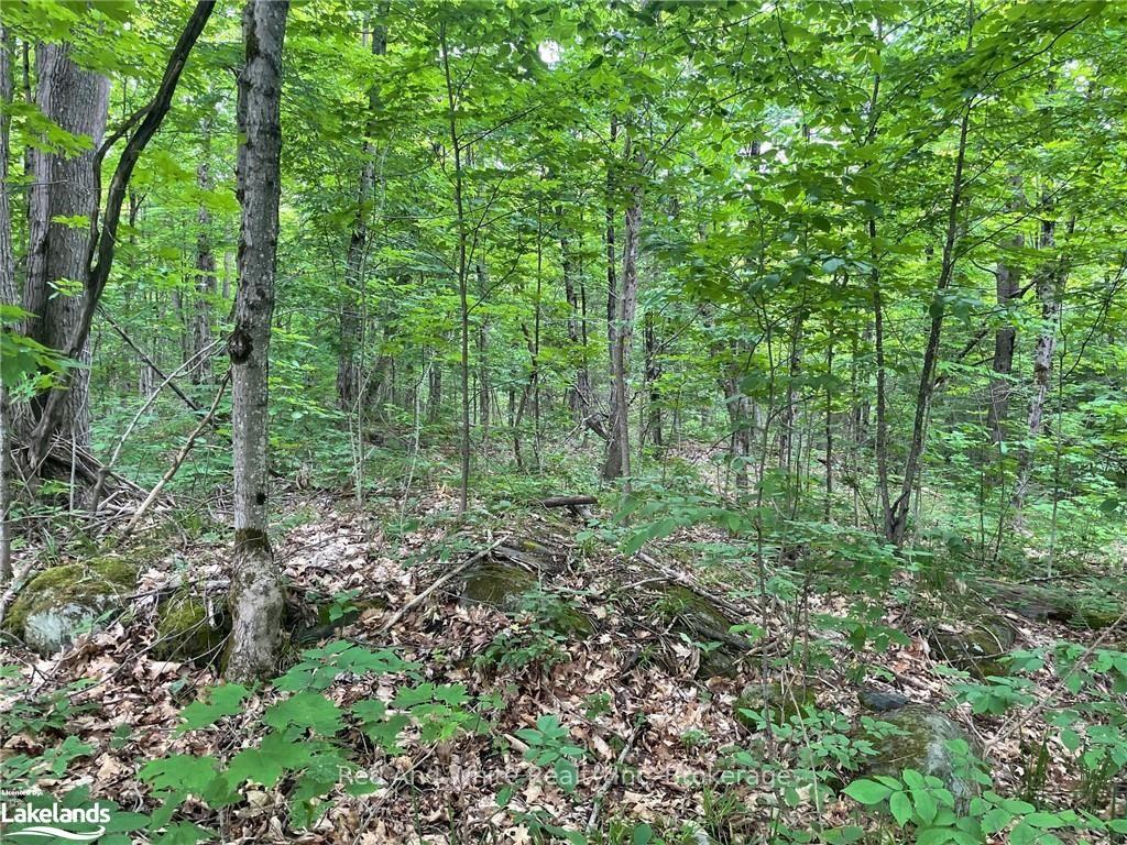 Photo 3 of 23 Ahmic Lake Road, Magnetawan — HOMEH