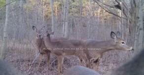 Photo 4 of Vaughan Road, West Lincoln, Bismark/Wellandport — HOMEH