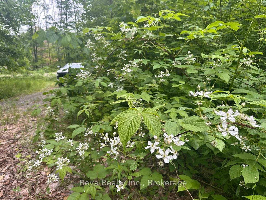 Photo 14 of 219 Elgin Road, Hastings Highlands, McClure Ward — HOMEH