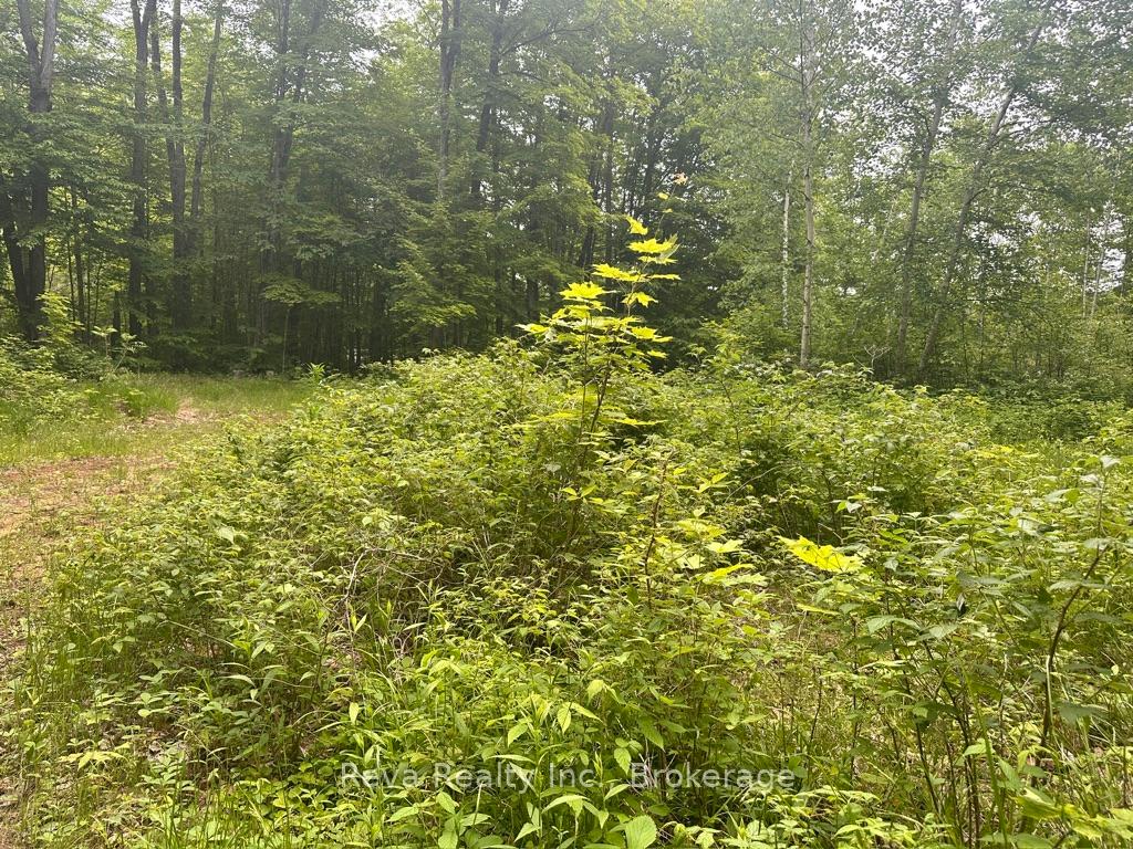 Photo 16 of 219 Elgin Road, Hastings Highlands, McClure Ward — HOMEH