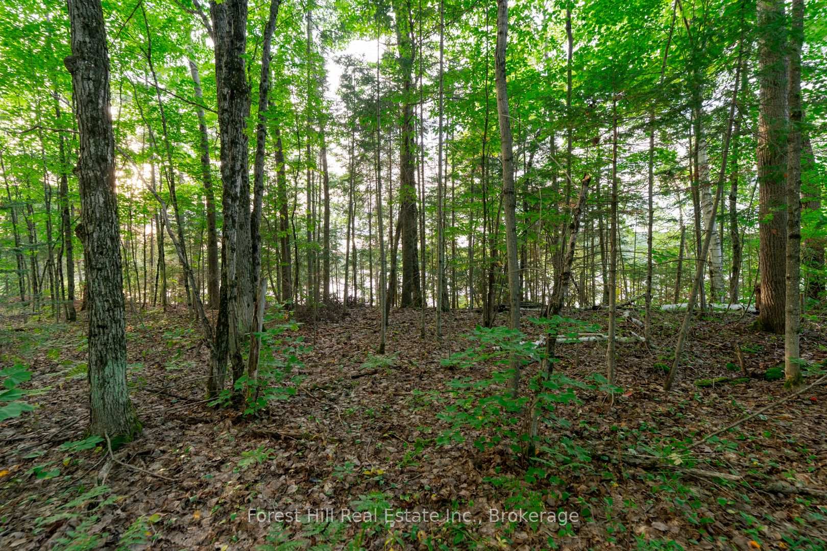 Photo 43 of 1155 Wolf Circle, Algonquin Highlands, Sherborne — HOMEH