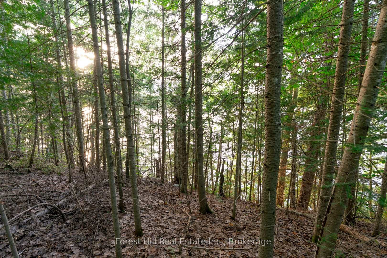 Photo 44 of 1155 Wolf Circle, Algonquin Highlands, Sherborne — HOMEH