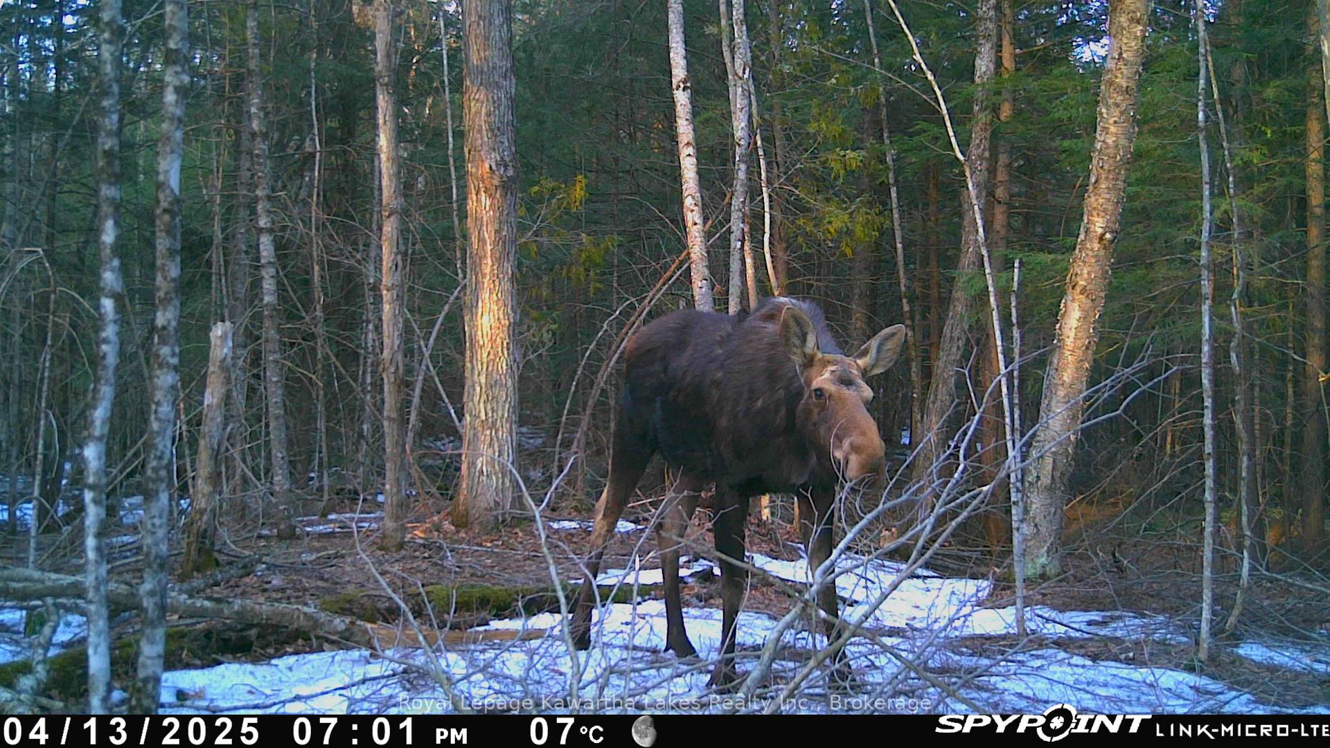 Photo 4 of Crystal Lake Road, Trent Lakes — HOMEH