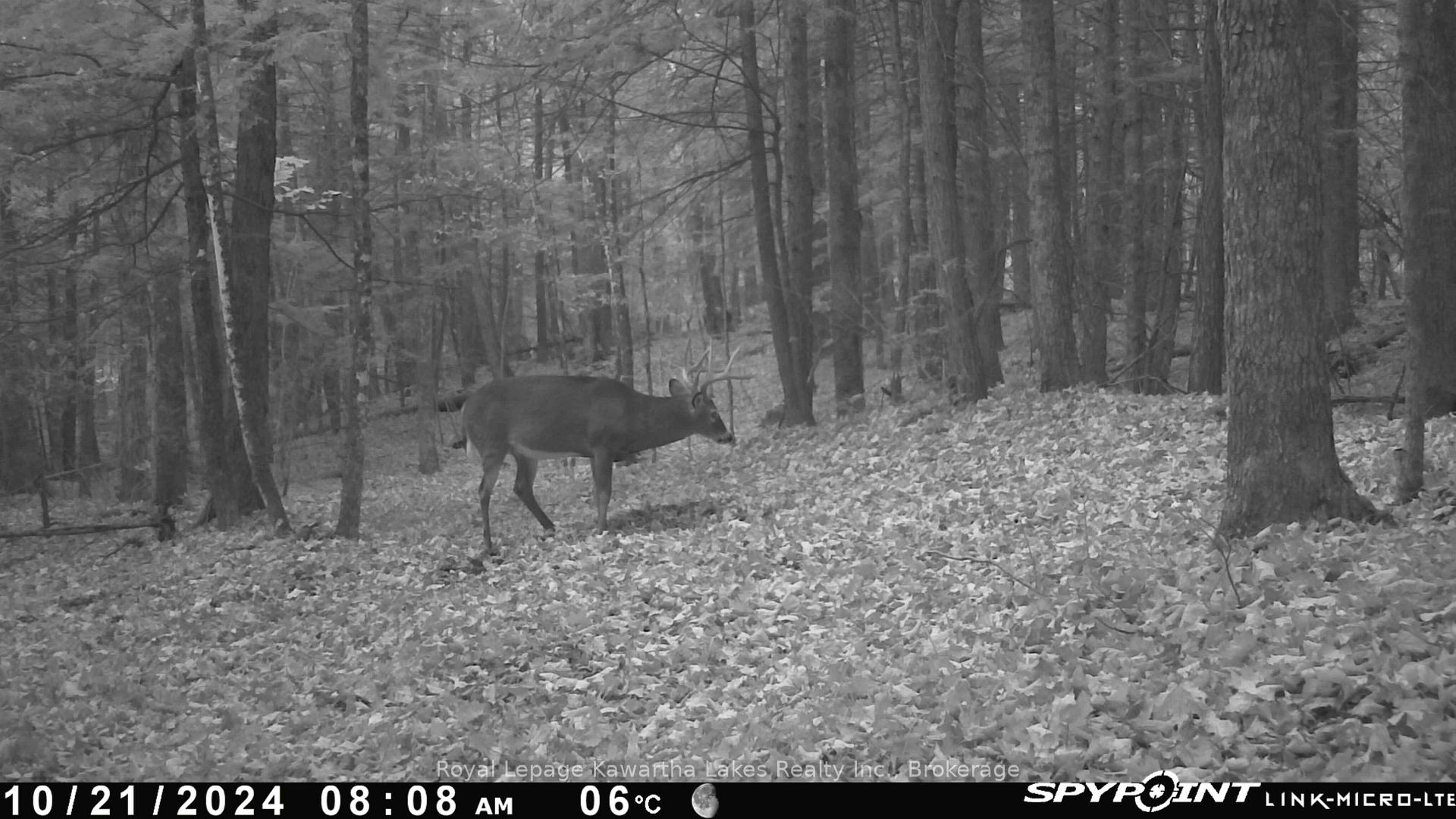 Photo 5 of Crystal Lake Road, Trent Lakes — HOMEH