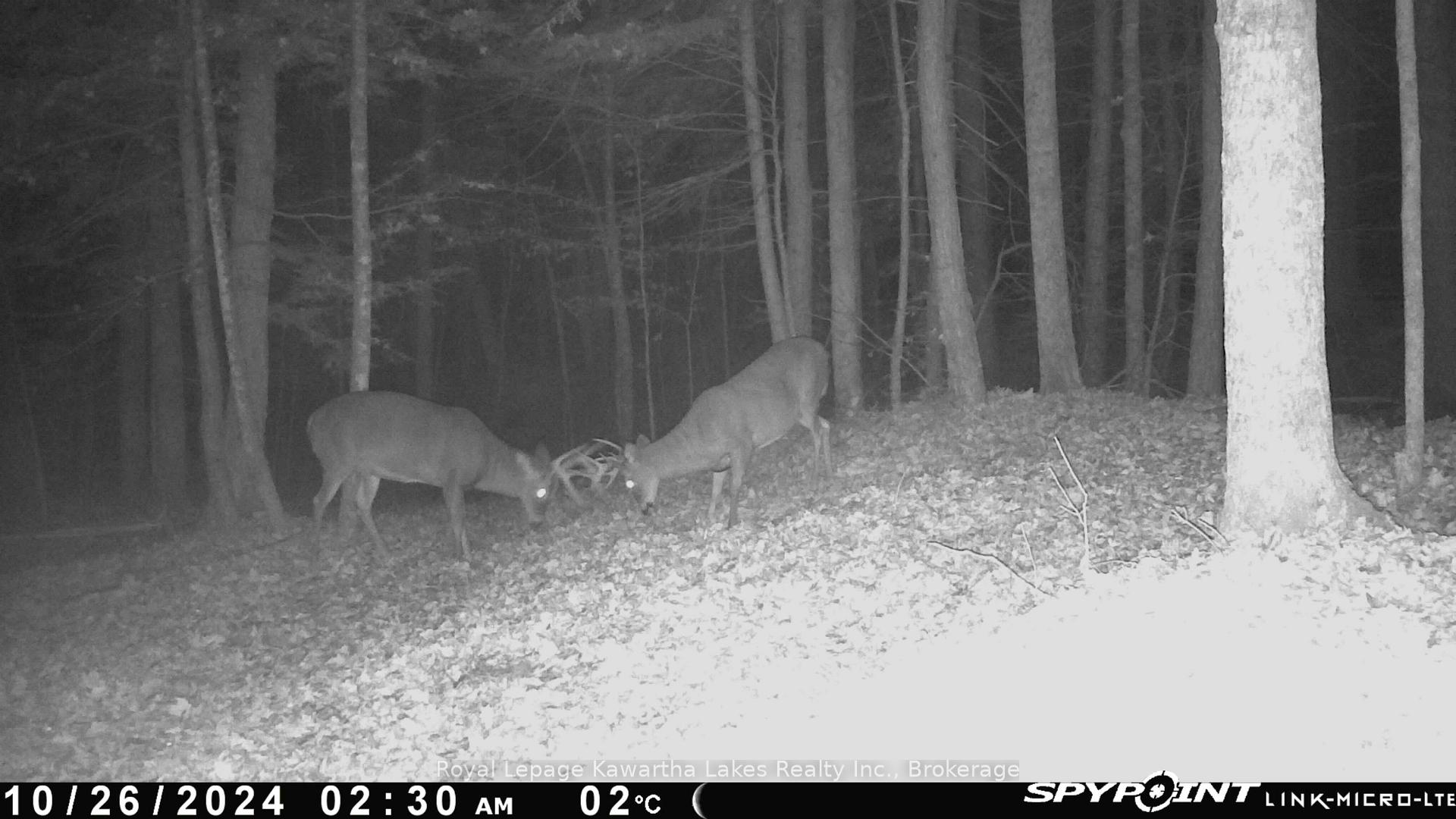 Photo 6 of Crystal Lake Road, Trent Lakes — HOMEH