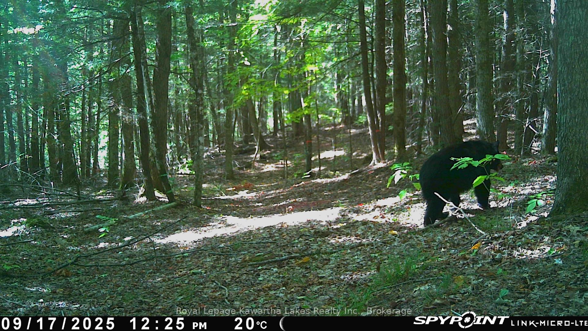 Photo 8 of Crystal Lake Road, Trent Lakes — HOMEH