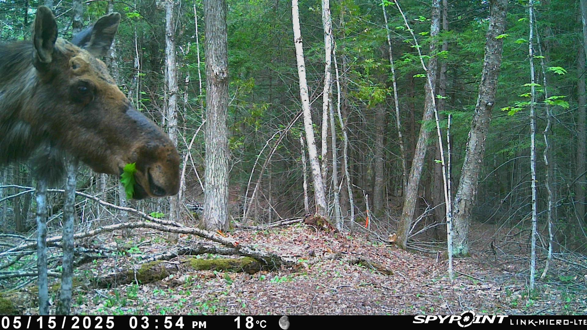 Photo 12 of Crystal Lake Road, Trent Lakes — HOMEH