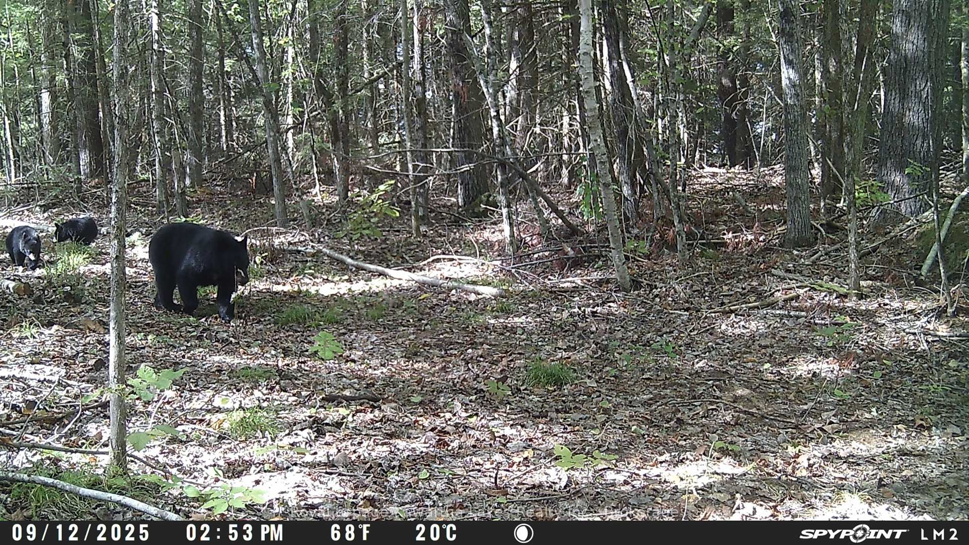 Photo 16 of Crystal Lake Road, Trent Lakes — HOMEH