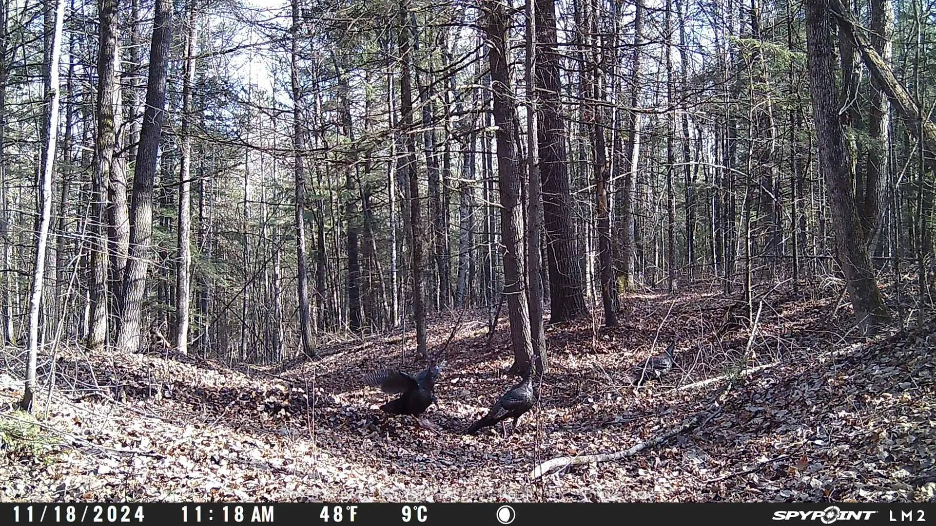 Photo 18 of Crystal Lake Road, Trent Lakes — HOMEH