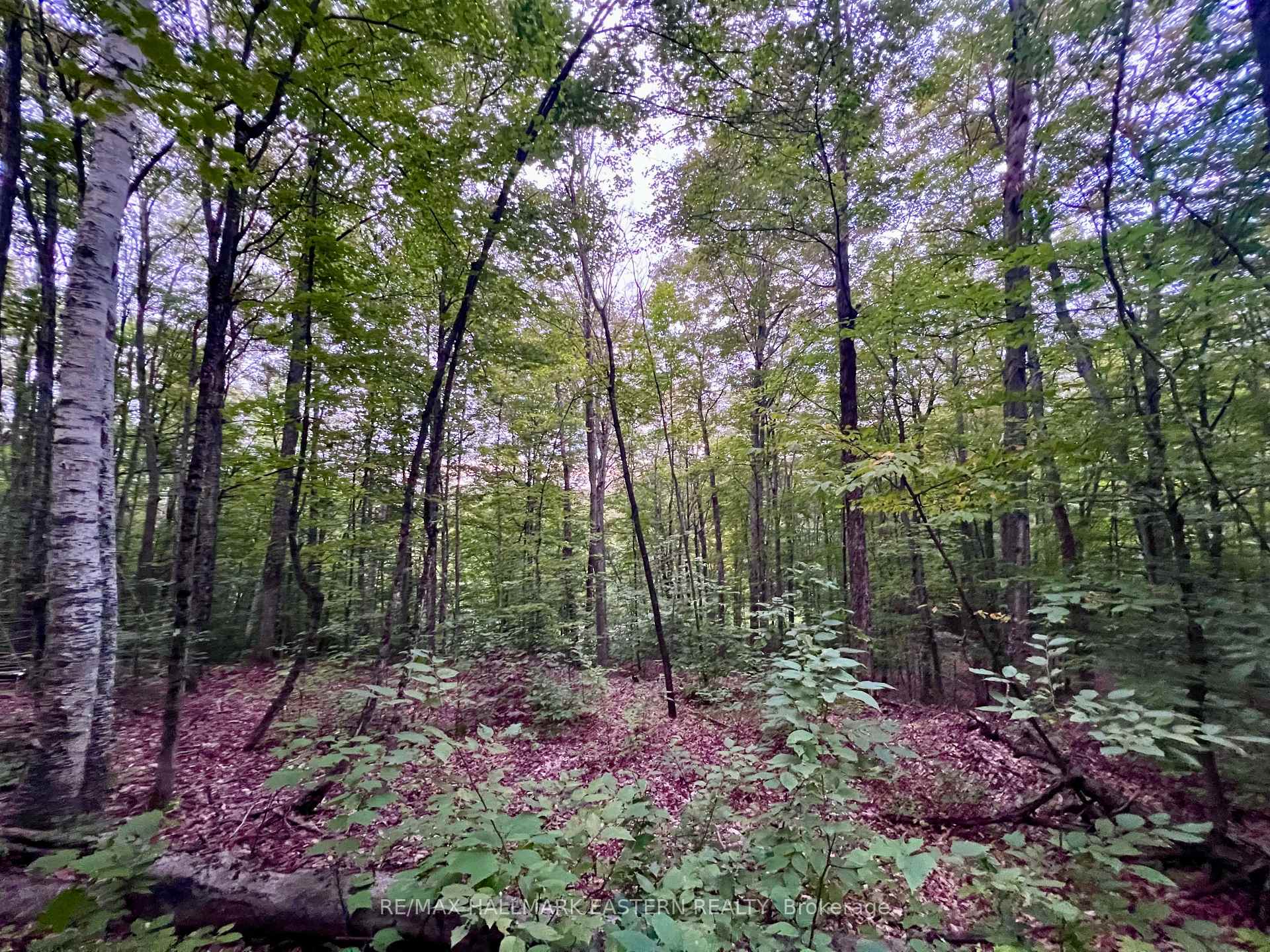Photo 7 of Albion Lake Drive, Faraday — HOMEH