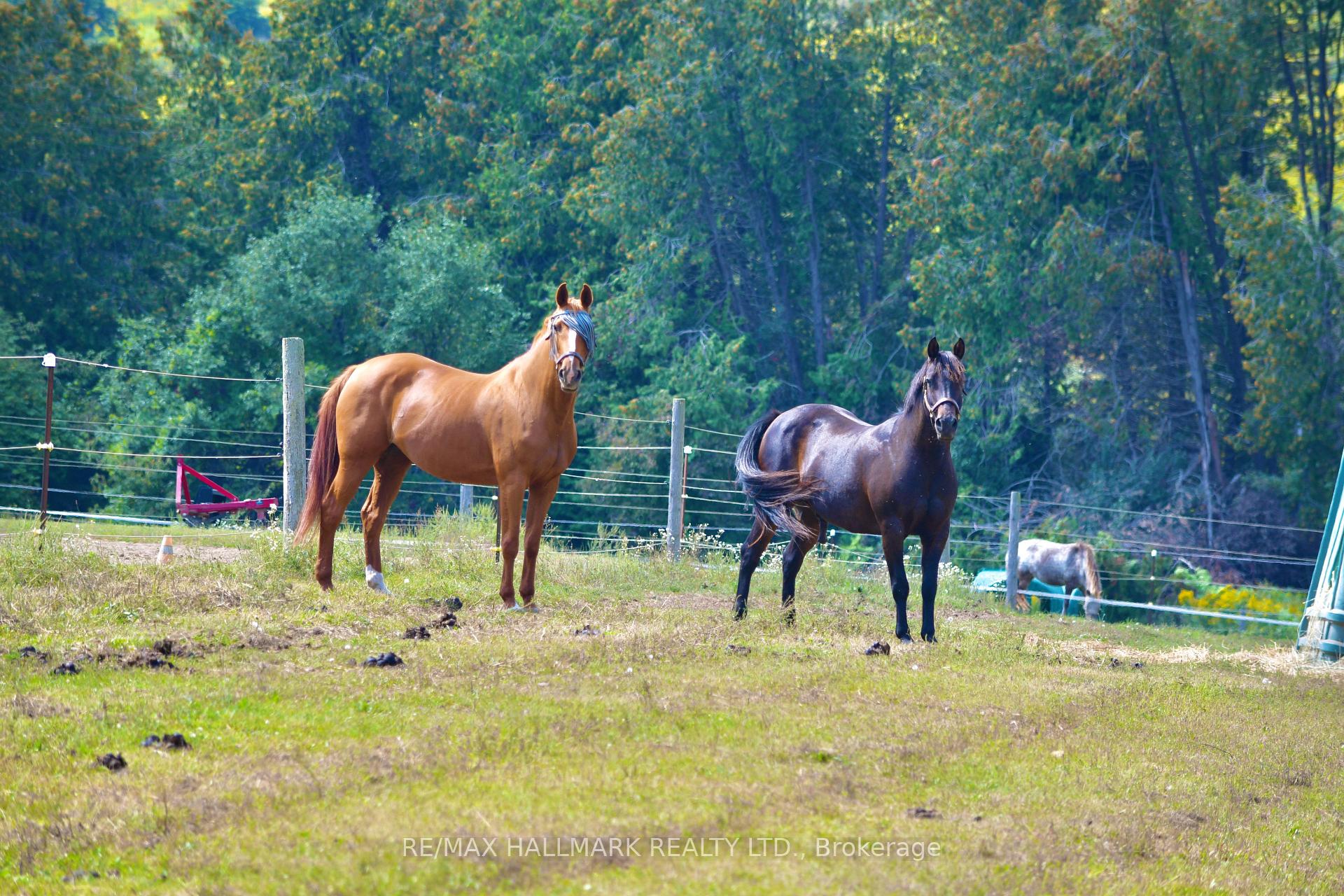 Photo 43 of 18555 Highway 12, Scugog, Rural Scugog — HOMEH