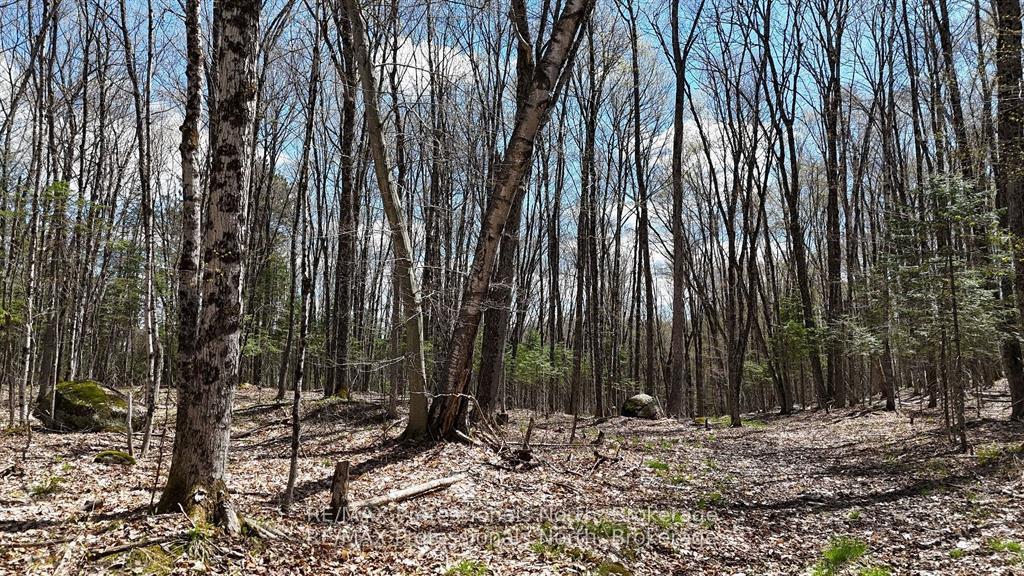 Photo 7 of Osprey Road, Minden Hills, Minden — HOMEH